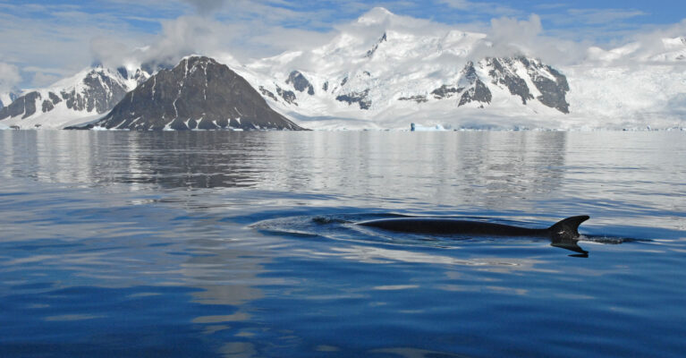 whale in Ryder Bay