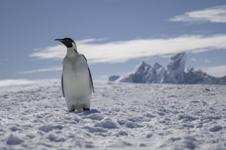 A penguin in the snow