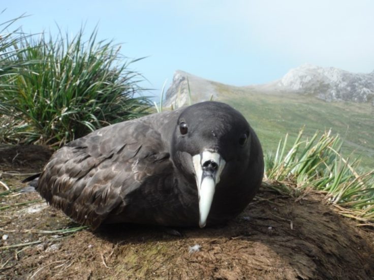 A bird sitting on top of a dirt field.