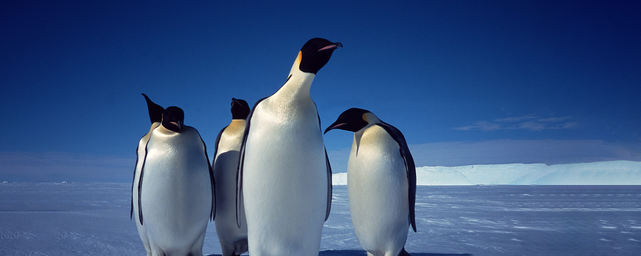 Emperor penguins on the sea ice in front of the Brunt Ice Shelf, Antarctica