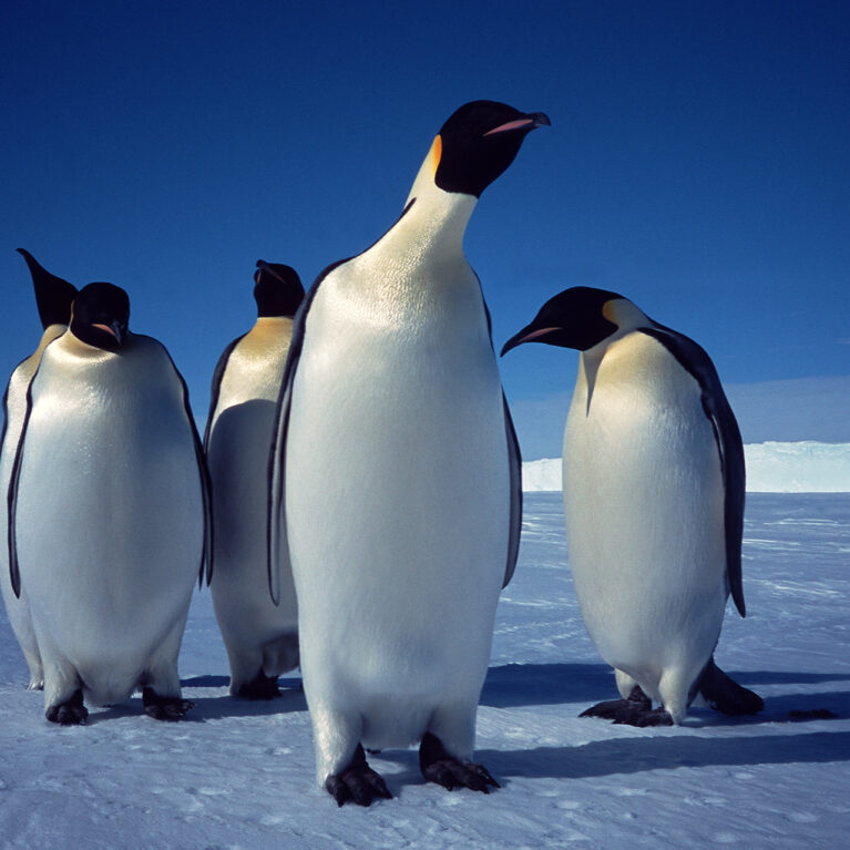 Emperor penguins on the sea ice in front of the Brunt Ice Shelf, Antarctica