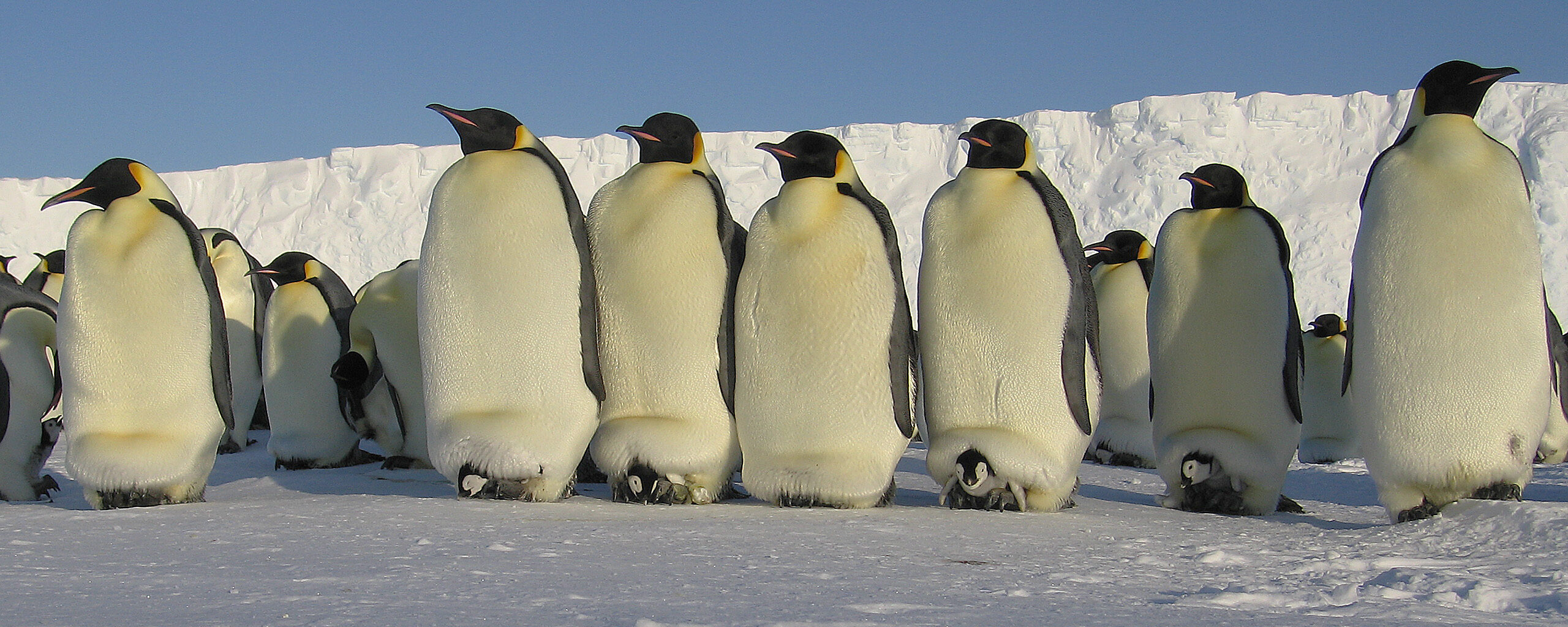 A colony of penguins stood on ice