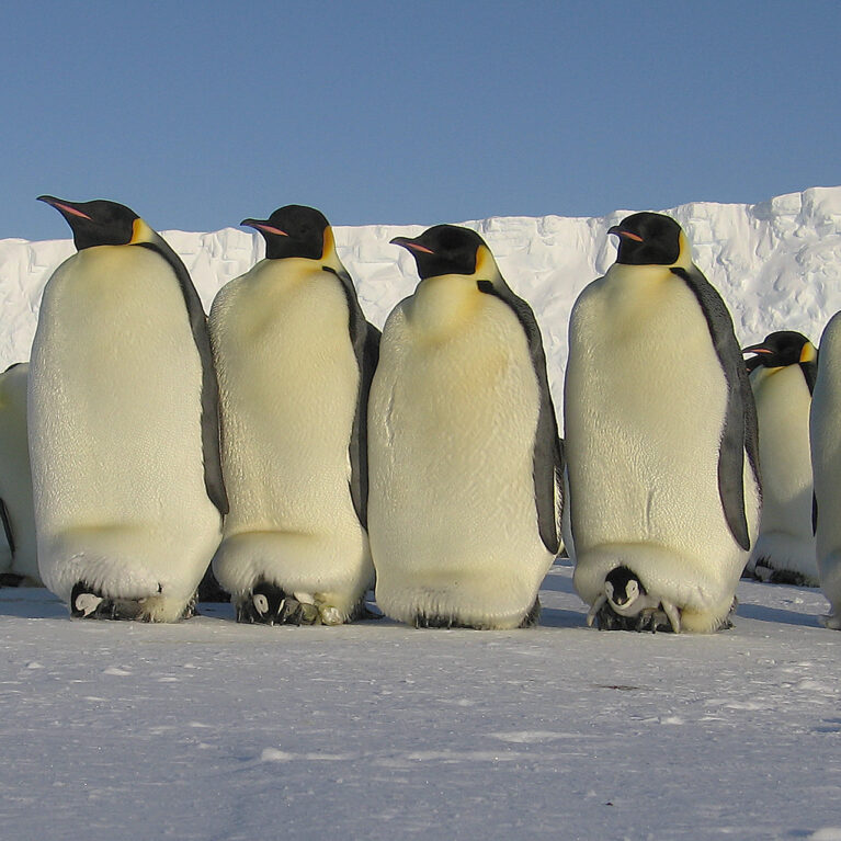 A colony of penguins stood on ice