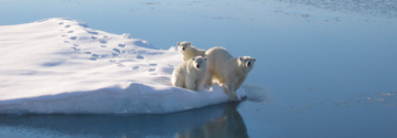 Three polar bears on the edge of a small iceberg